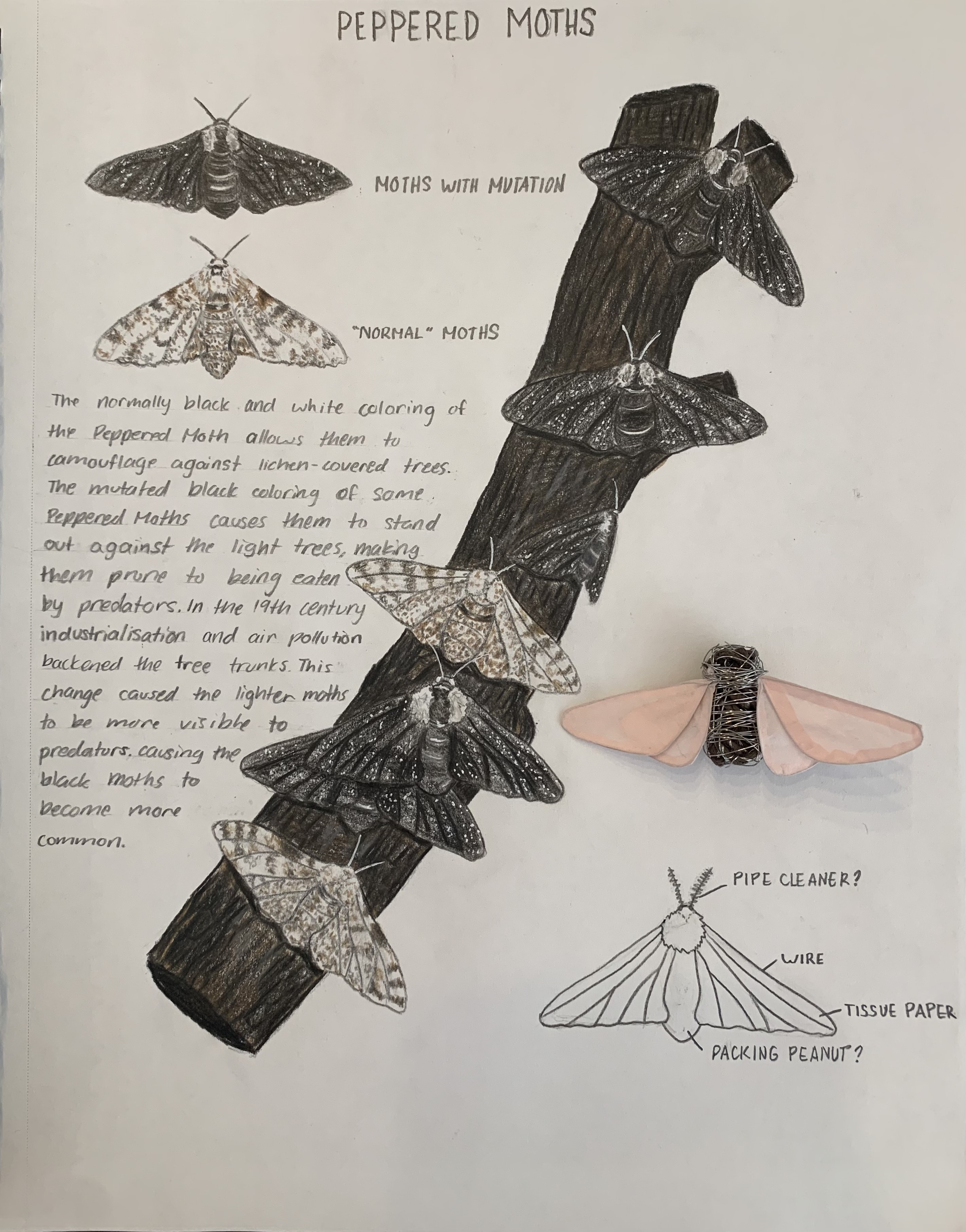 Peppered Moths Prototype — Peppered Moths series